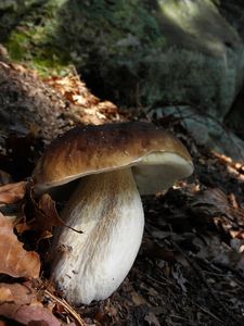 Klikni pro velký obrázek