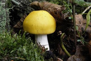 Klikni pro velký obrázek