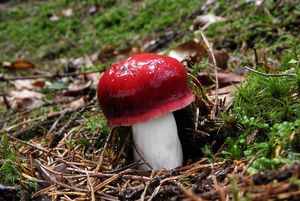 Klikni pro velký obrázek