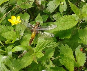 Klikni pro velký obrázek