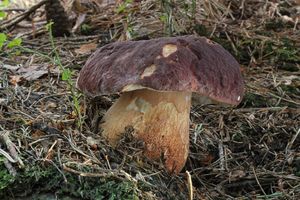 Klikni pro velký obrázek