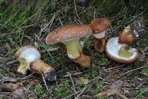 Klikni pro velký obrázek