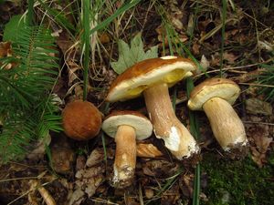 Klikni pro velký obrázek