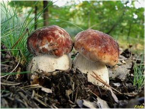 Klikni pro velký obrázek