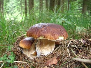 Klikni pro velký obrázek