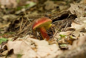 Klikni pro velký obrázek