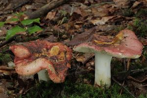 Klikni pro velký obrázek