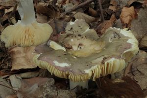 Klikni pro velký obrázek