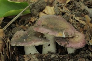 Klikni pro velký obrázek