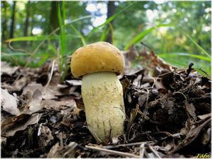 Klikni pro velký obrázek