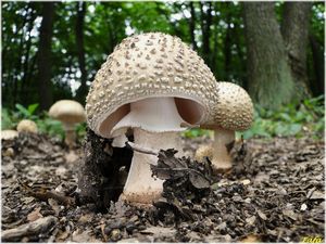 Klikni pro velký obrázek