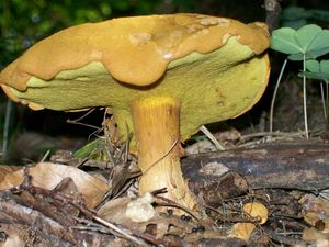 Klikni pro velký obrázek