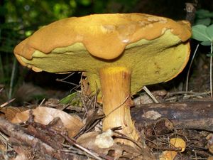 Klikni pro velký obrázek