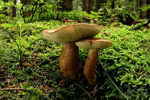 Klikni pro velký obrázek