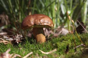 Klikni pro velký obrázek