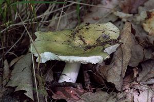 Klikni pro velký obrázek