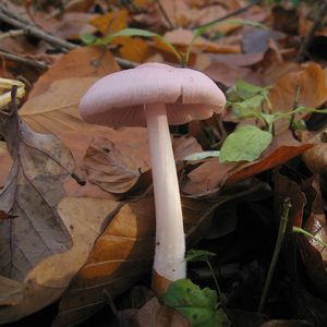 Klikni pro velký obrázek