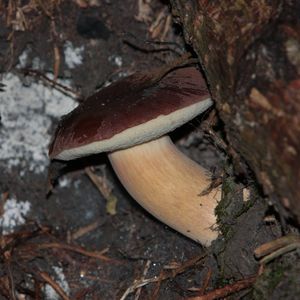 Klikni pro velký obrázek