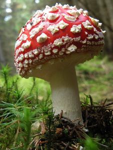 Klikni pro velký obrázek