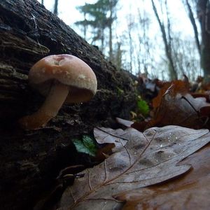 Klikni pro velký obrázek