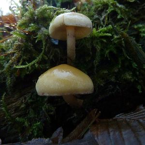 Klikni pro velký obrázek