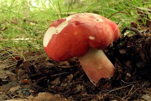 Klikni pro velký obrázek