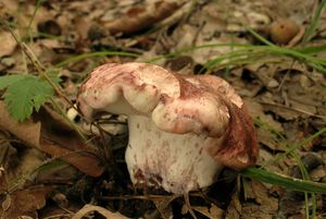 Klikni pro velký obrázek