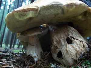 Klikni pro velký obrázek