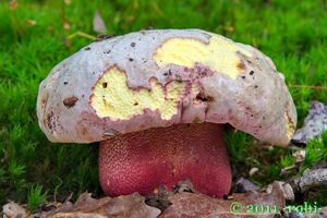 Klikni pro velký obrázek