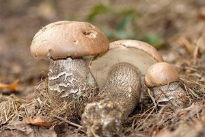 Kozák topolový - Leccinum duriusculum (Schulzer ex Kalchbr.) Singer 1947