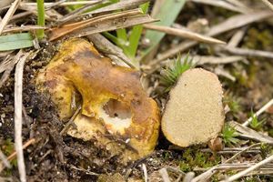 Klikni pro velký obrázek