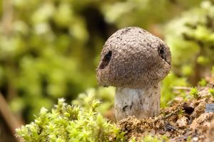 Klikni pro velký obrázek