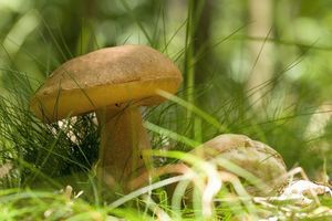 Klikni pro velký obrázek