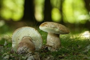 Klikni pro velký obrázek