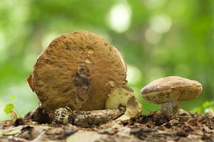 Klikni pro velký obrázek