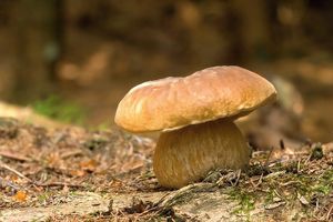 Klikni pro velký obrázek