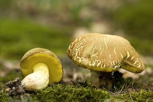 Klikni pro velký obrázek