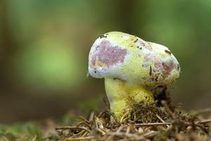 Klikni pro velký obrázek