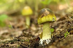 Klikni pro velký obrázek