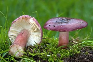 Klikni pro velký obrázek