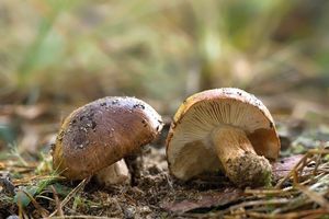 Klikni pro velký obrázek