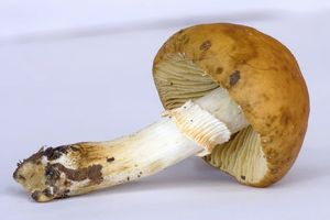 Klikni pro velký obrázek