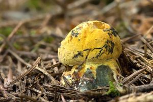 Klikni pro velký obrázek