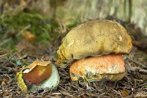 Klikni pro velký obrázek