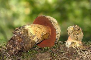 Klikni pro velký obrázek