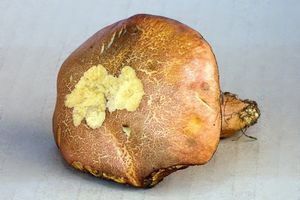 Klikni pro velký obrázek