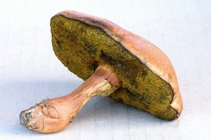 Klikni pro velký obrázek