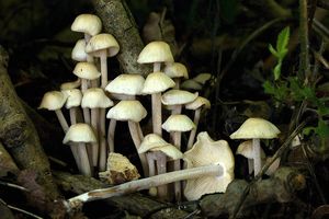 Klikni pro velký obrázek