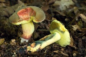 Klikni pro velký obrázek