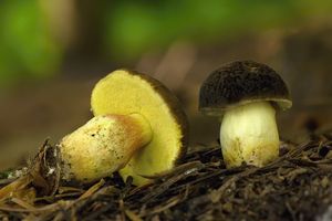 Klikni pro velký obrázek